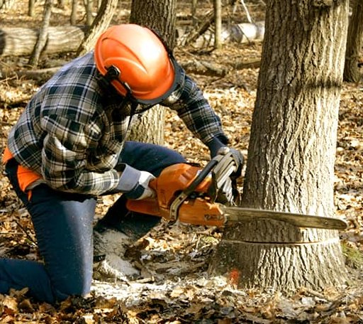 Tree Removal in Rumely, MI